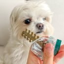 (주)아이덴탈파트너즈 | 강아지 덴탈껌 간식 추천 몬트인섹트 치석 입냄새 관리