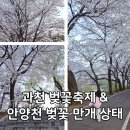 안양천 벚꽃 만개🌸 지금 꼭 가야 하는 코스 (+과천 렛츠런파크 벚꽃축제 후기)
