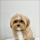 신정애견미용 이미지