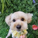 땡글땡굴 이미지