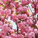 복숭아꽃살구꽃 이미지