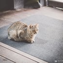 [투어후기]5월에 얼어죽을뻔..별마로 천문대 별구경, 울고넘는 박달재 일몰, 영월맛집 영월뼈다귀...