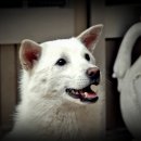 온새미로 이미지