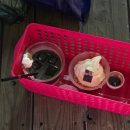 컴프랜드 | 나 혼자 도쿄 2주 여행 이야기 (1) 251021~251028