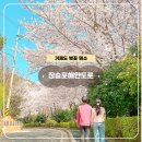 애견친구 | 거제도 갈만한 곳 여행코스 거제 장승포 벚꽃 장승포해안도로