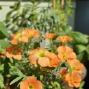 라운디드 이미지