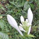 황포냉면 이미지