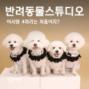 아임달스튜디오 강아지 프로필사진 + 가족사진 내돈내산 후기👍🏻