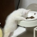 밥풀떼기 이미지