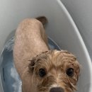 왈로하그루밍 이미지