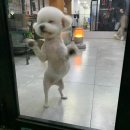 샤워하개 이미지