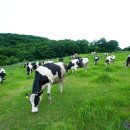 임실치즈두마리목장 이미지