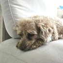 하이유 동물병원 이미지