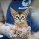 도도 켄넬 | 여수아비시니안분양 도도한 매력과 건강미를 동시에 갖춘 친구