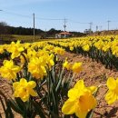 2025년 섬 수선화축제 이미지