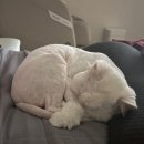 별이와콩이 | 임신20주차 - 한콩이는 단맛을 좋아해