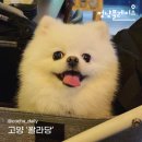 영진시장(A동) | [멍냥플레이스] 애견동반술집 산책하고 한잔하러 가자!