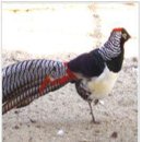 영명농장 이미지