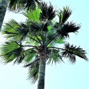 야자수 이미지