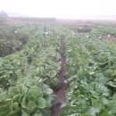 심지농장 이미지