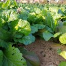 돌산농장 이미지