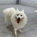 애견유치원 애견호텔 후기 금액 안내 : 수원 멍스스쿨