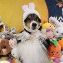 리본반려견 유치원 이미지