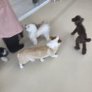 미로 2애견 | 유치원 🎒 우당탕탕 등원 취소 소동부터 폭풍 성장 미로찾기 성공까지! 웰시코기 소다의 고민 넘치는 10...