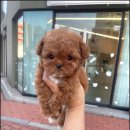 마마스미독 강아지 분양 김해점 이미지
