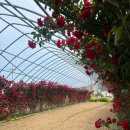 도평커피 이미지