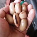 이복순농장 Daum카페