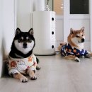 루이몽 이미지