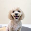 Grooming574 이미지