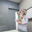 태양 동물병원 | 성북구24시동물병원 노견 강아지 면역력 혈액검사 후기
