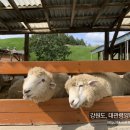 마금목장 | 강원도 평창 가볼만한 곳, 신혼여행지로 선택한 대관령양떼목장!