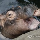 HIPPO 이미지