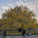 (주)은행나무 | [인천 여행/가볼 만한 곳] 800년된 장수동 은행나무 11월2째주 방문후기