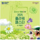 정선 하이원리조트 샤스타데이지 축제 플라워 페스타