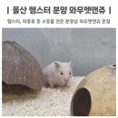 와우펫앤쥬 | 울산 햄스터 분양 와우펫앤쥬 소동물 용품샵