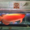 챔피언농장 이미지