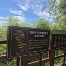 무지개카정비세차장 | 🌲 용평리조트 2일차 여행코스(발왕산 케이블카. 천년주목숲길 스토리투어.드래곤 카페) 후기