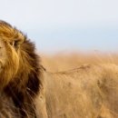 라이온킹 이미지