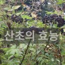 산초의 기막힌 효능◈─―☞☞ 이미지