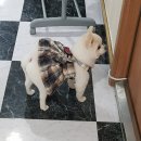 궁댕이 애견미용실 이미지