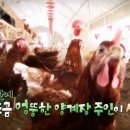태안양계장 티스토리