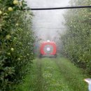 ‘로봇 농부’가 잘익은 딸기 골라 따고 4000평 과수원에 농약 척척 이미지