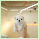 찬여울 댕댕이 동행펜션 | 인천강아지분양 애견샵 홍스퍼피