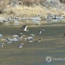 섬강축산
