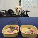 (주)이노브릿지 | 2025 하반기 메가주 케이펫페어 일산 리뷰, 방문 후기, 구매 목록, 주차 팁