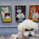 유폴 24시 애견셀프목욕 원주점 이미지